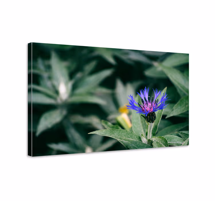 Leinwandbild zarte lila blüte - TenStickers
