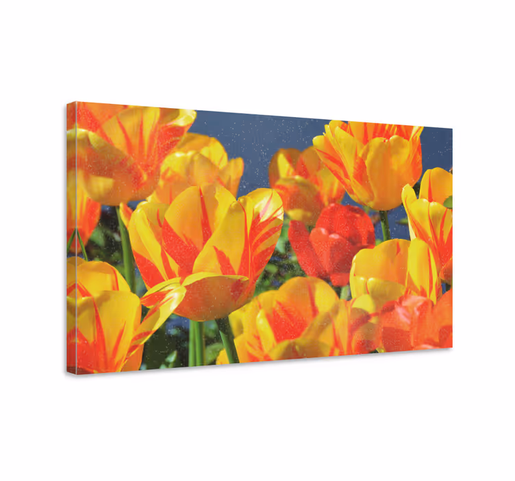 Leinwandbild leuchtende tulpenblüten - TenStickers