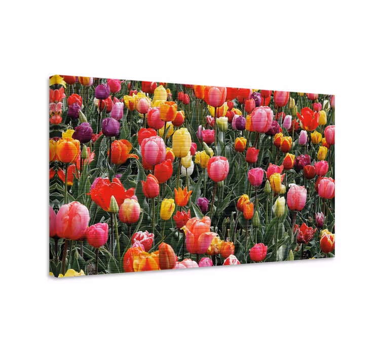 Leinwandbild bunte tulpenblüten - TenStickers
