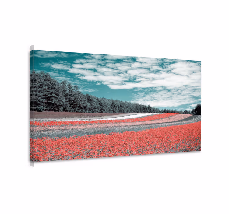 Wandbilder landschaft blühendes blumenfeld - TenStickers