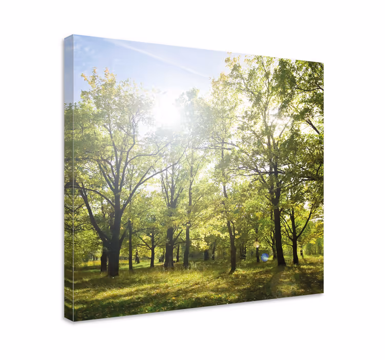 Wandbild baum sonnenbeschienener grüner blätterdach - TenStickers
