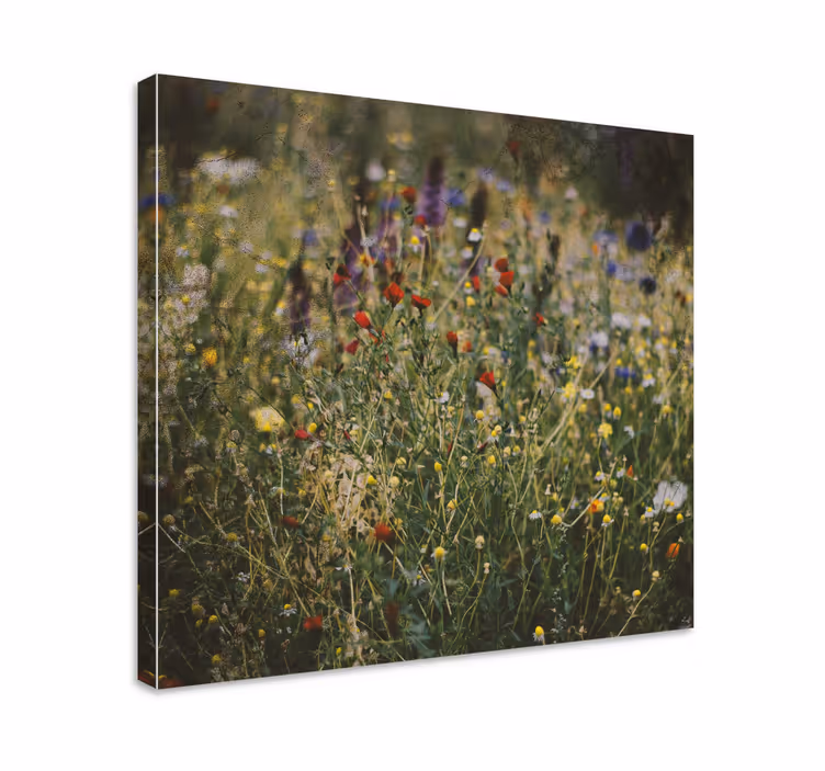 Leinwandbild wildblumenwiese - TenStickers