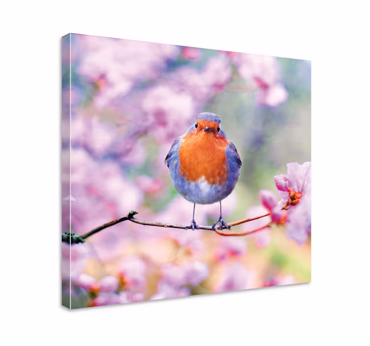 Leinwandbild vogel charmanter robin auf ast - TenStickers