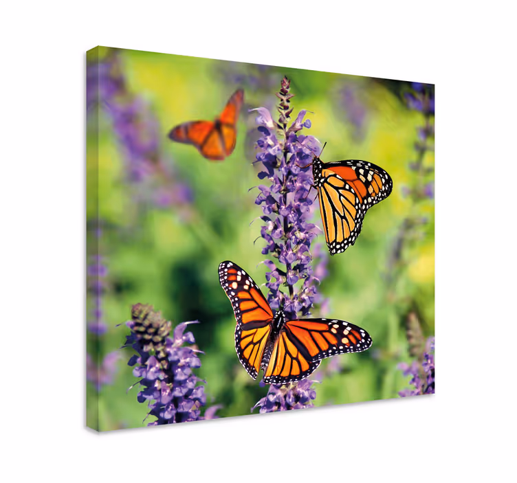 Wandbild schmetterling monarchschmetterlinge versammlung - TenStickers