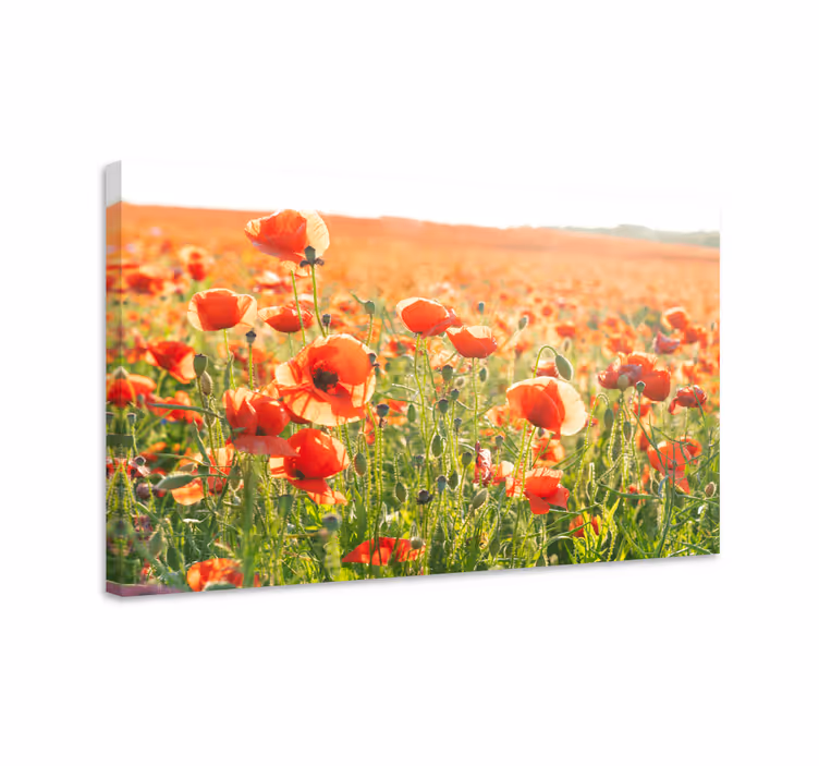 Leinwandbild feld der mohnblumen - TenStickers