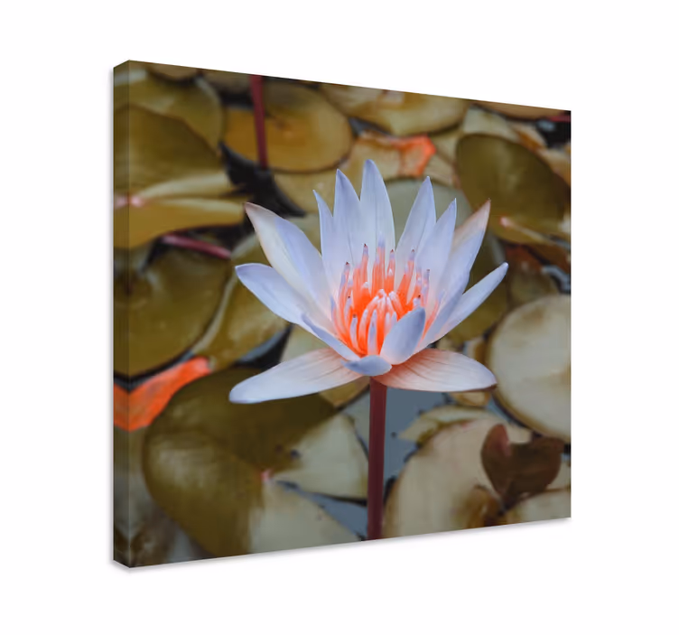 Leinwandbild zarte seerose - TenStickers
