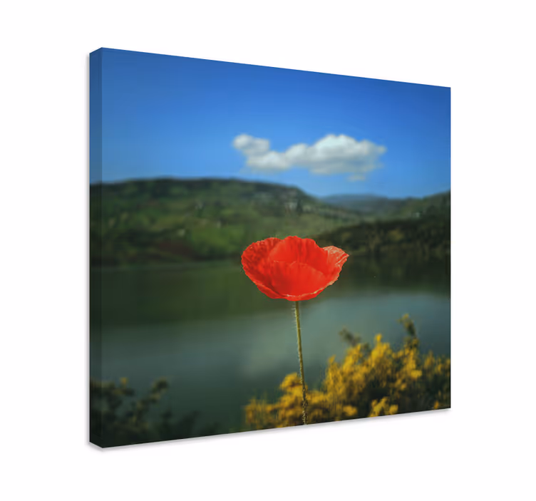 Leinwandbild rote mohnblüte - TenStickers