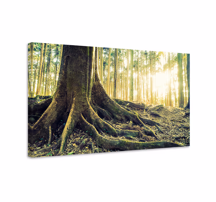 Wandbild Baum majestätische wurzeln - TenStickers