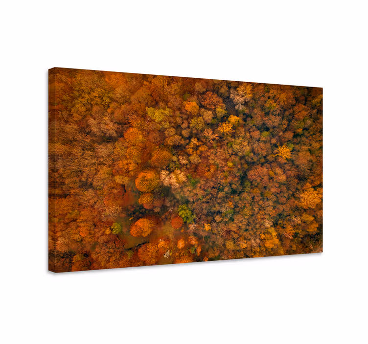 Wandbild baum herbstwald-dach - TenStickers
