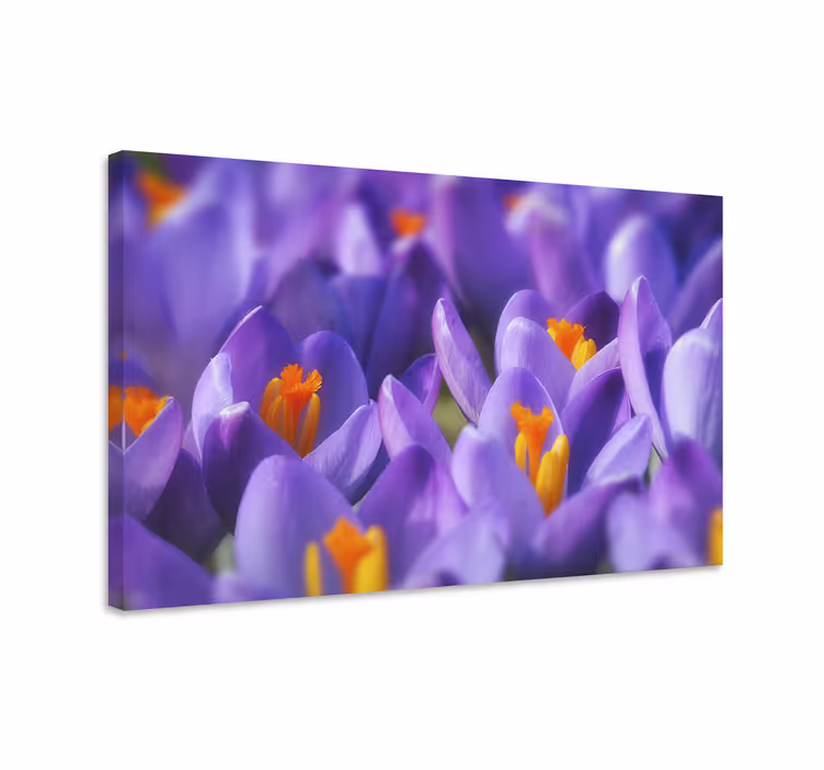 Leinwandbild mit lebhaften krokusblüten - TenStickers