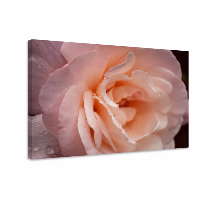 Leinwandbild zarte rosenblüte - TenStickers