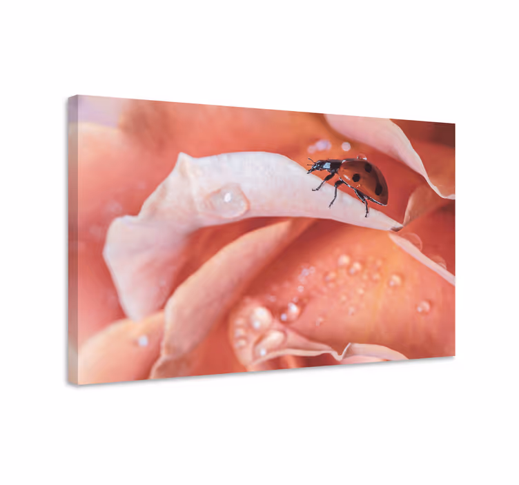 Leinwandbild marienkäfer auf rose - TenStickers