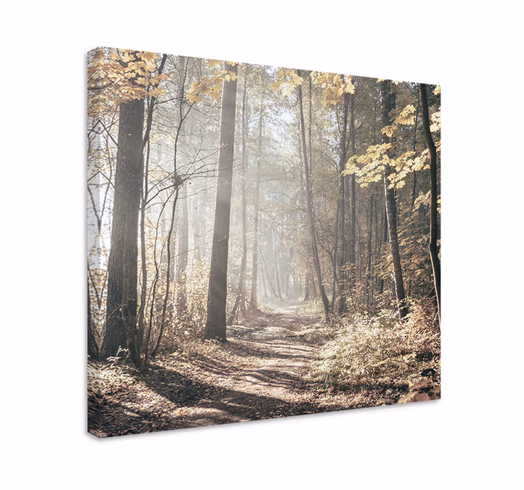 Wandbild Baum "natur" sonnenlicht im wald - TenStickers