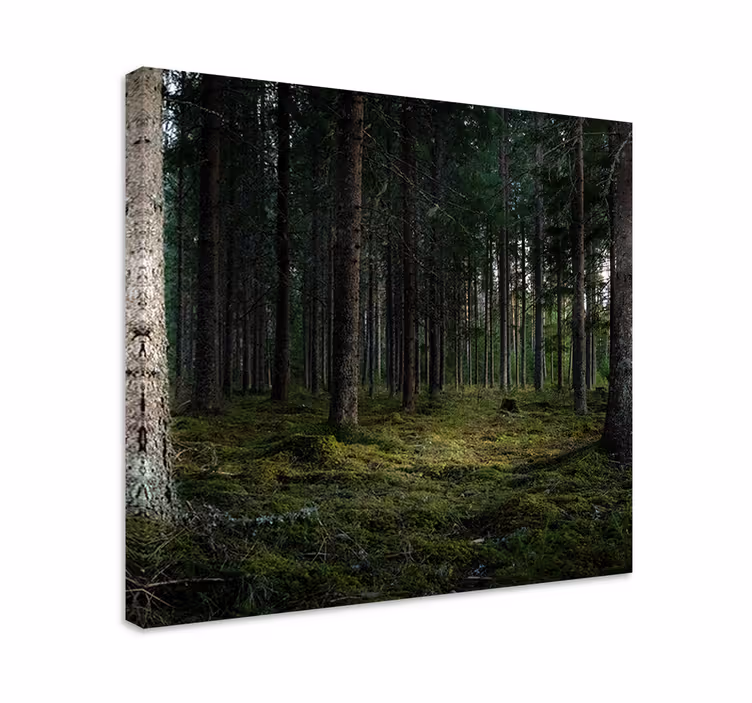 Wandbild baum in den ruhigen tiefen des waldes - TenStickers