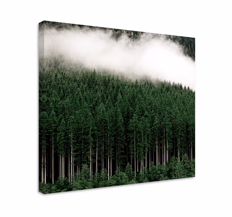Wandbild baum nebeliger immergrünwald - TenStickers