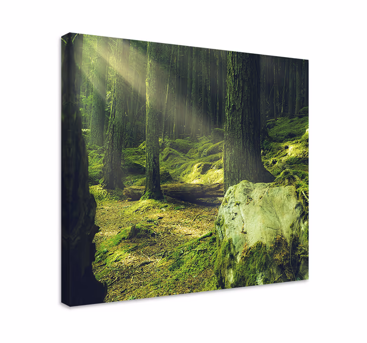 Wandbild baum sonnenbeschienener waldweg - TenStickers