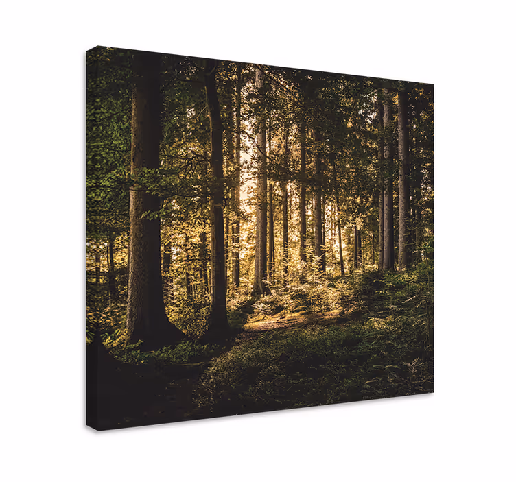 Wandbilder landschaft leuchtender waldzauber - TenStickers
