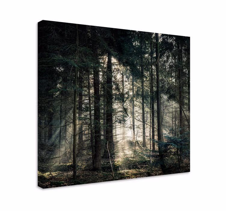 Wandbilder landschaft sonnenstrahlen durch blätter - TenStickers