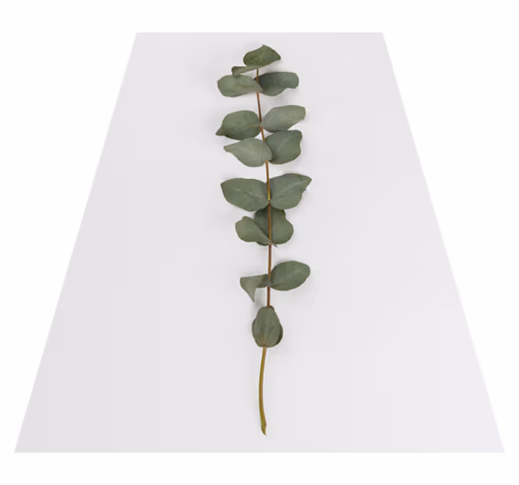Vinyl teppich blumen eukalyptusblätter - TenStickers