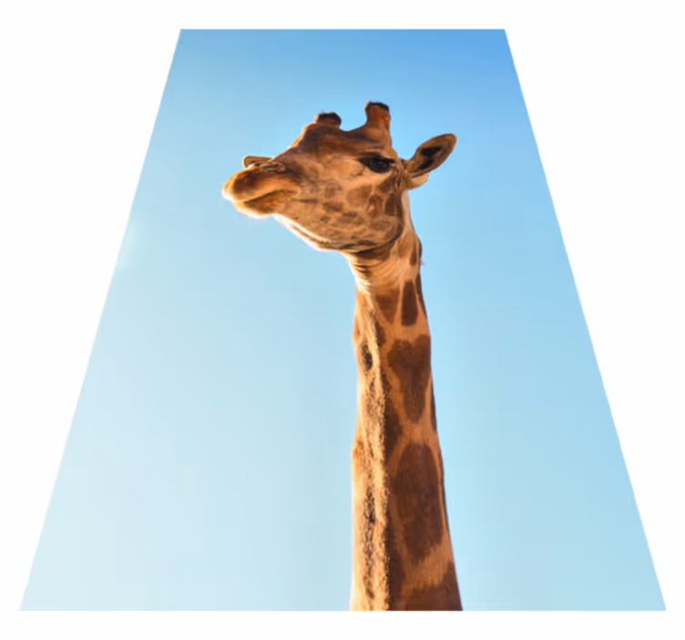 Vinyl Teppich Tiere giraffen-kopfschuss - TenStickers