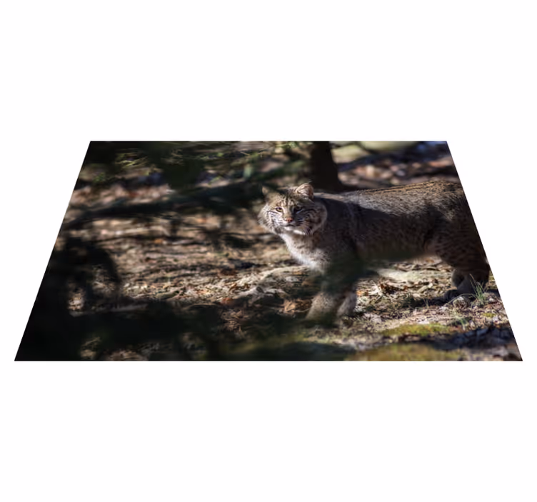 Vinyl Teppich Tiere wildkatzenszene - TenStickers