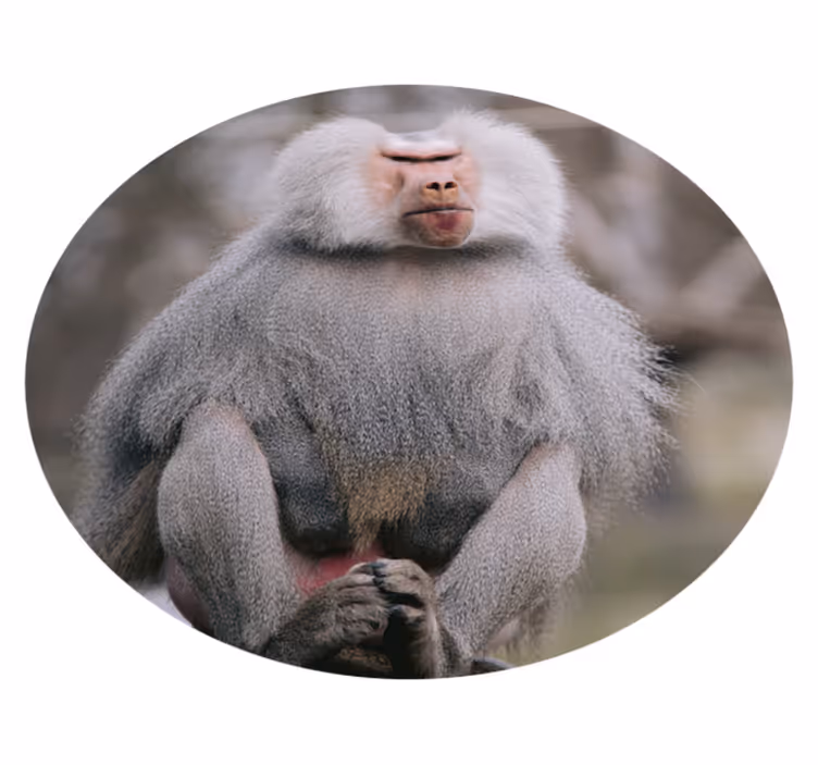 Vinyl Teppich Tiere paviane sitzen ruhig - TenStickers