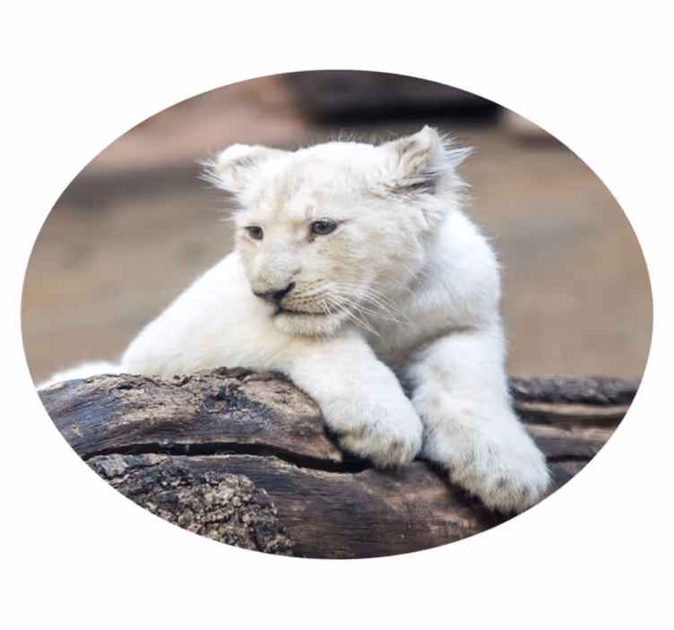 Vinyl Teppich Tiere weißes löwenjunges - TenStickers