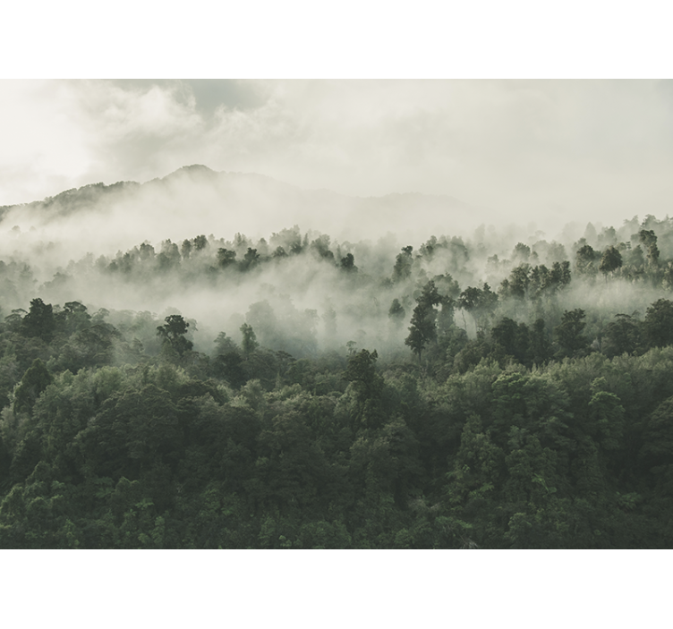 Rollo für küche wald mit nebel von oben - TenStickers