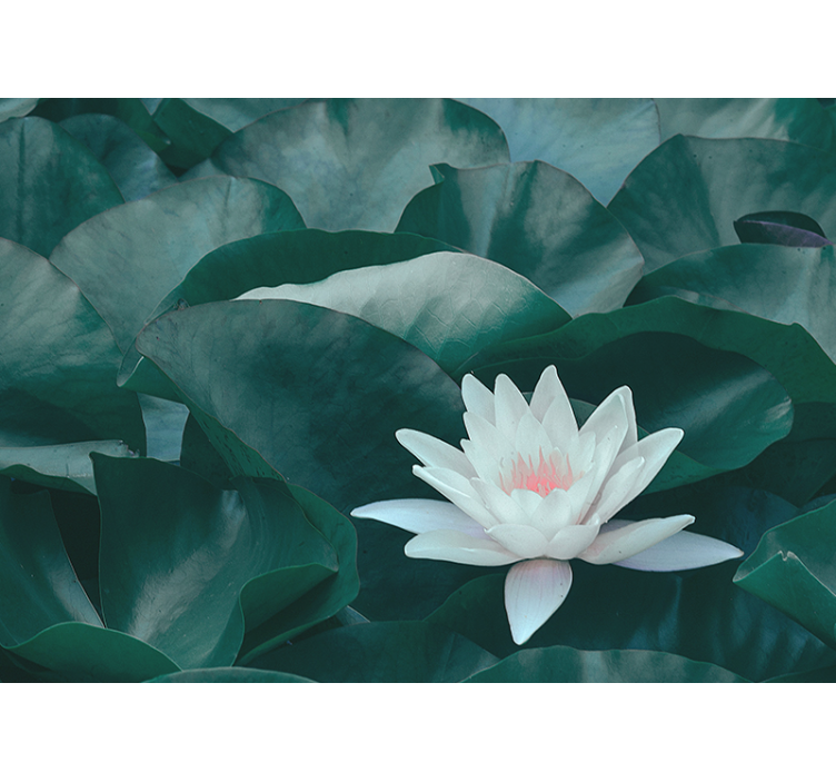 Rollo für küche zen weißer lotosblüte - TenStickers