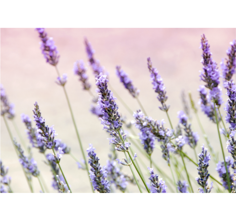 Rollo für küche mit bunten lila blumen - TenStickers