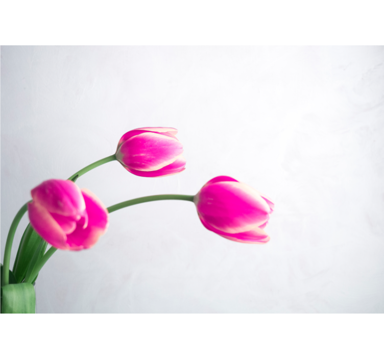 Rollo für küche drei tulpen auf weißem hintergrund - TenStickers