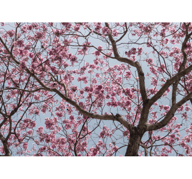 Rollo für küche mit schönen rosa kirschblüten - TenStickers