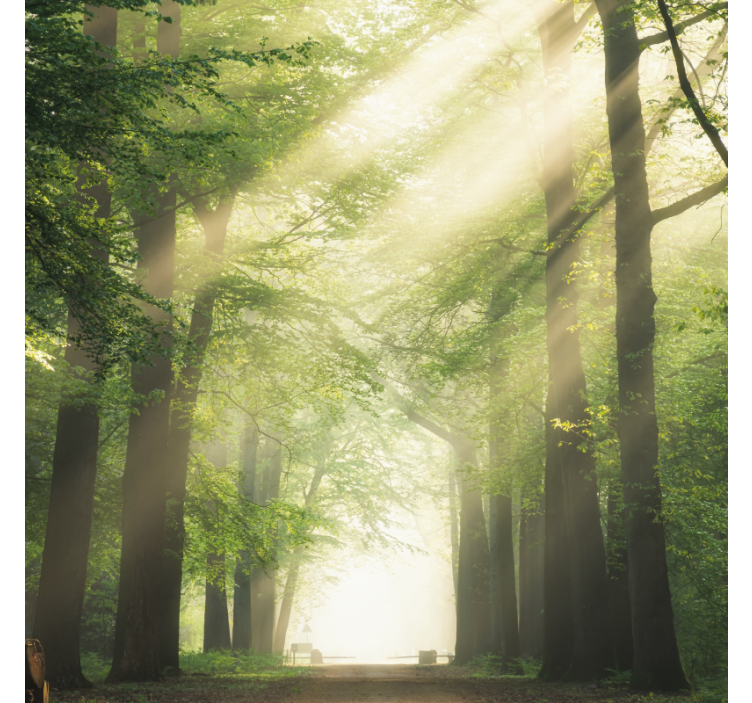 Rollo wohnzimmer grüner wald mit sonne - TenStickers