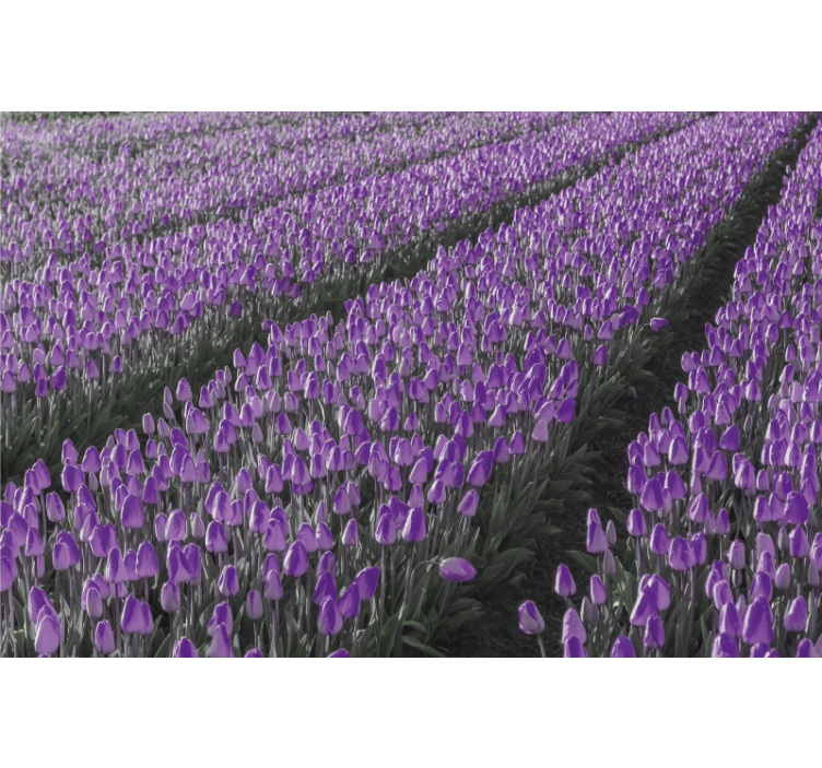 Rollo wohnzimmer tulpenfeld linie - TenStickers