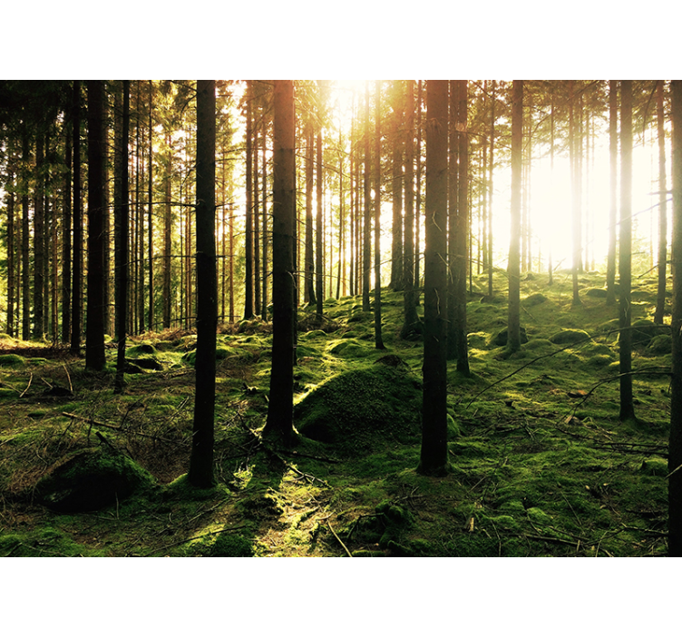 Rollo wohnzimmer sonnenbeschienener wald - TenStickers