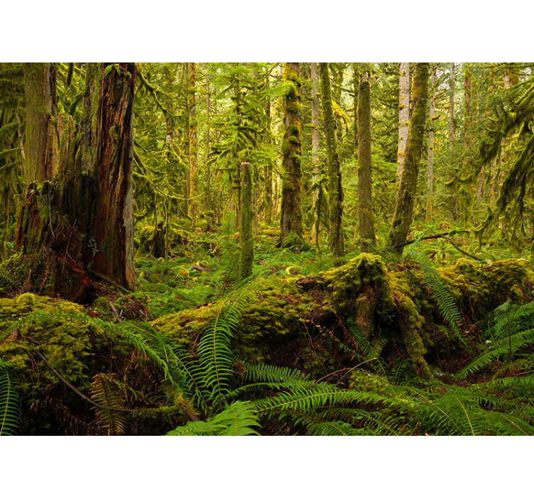 Rollo wohnzimmer in tannengrün - TenStickers