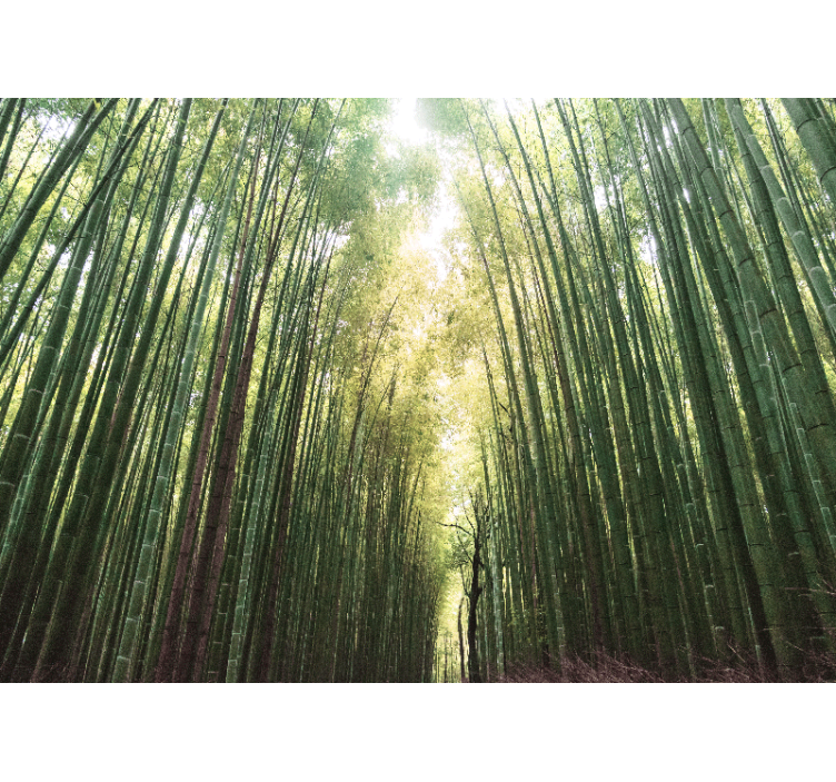 Rollo wohnzimmer bamboo wald zen - TenStickers