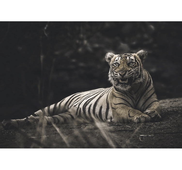 Rollo wohnzimmer tiger liegt entspannt - TenStickers