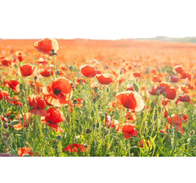 Rollo wohnzimmer mit roten mohnblumen im feld - TenStickers
