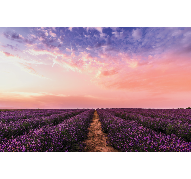 Rollo wohnzimmer lavendelblüten aus frankreich - TenStickers