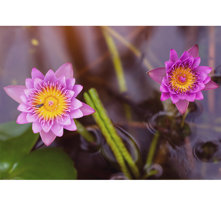 Rollo wohnzimmer pinklila lotus - TenStickers