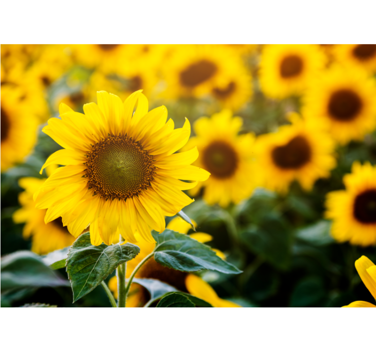 Rollo wohnzimmer sonnenblumenfeld nahaufnahme - TenStickers