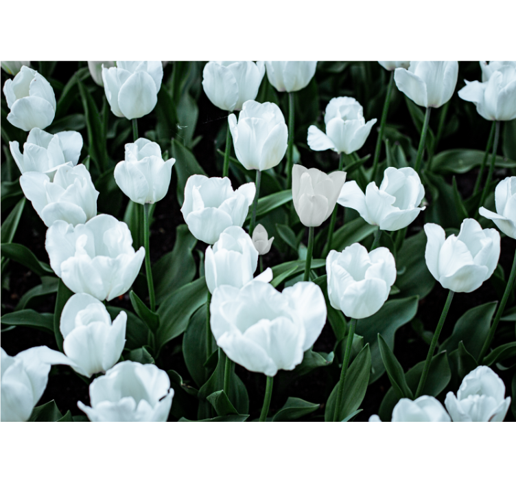Rollo wohnzimmer weiße tulpen - TenStickers