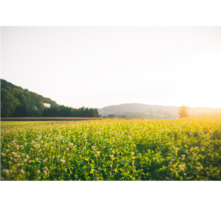 Rollo wohnzimmer sonnige landschaft und blumen - TenStickers