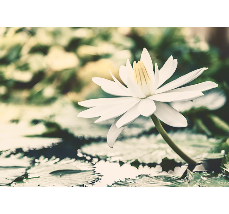 Rollo wohnzimmer weißer lotus am see - TenStickers