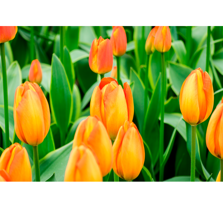 Rollo wohnzimmer mit orangen tulpenblumen - TenStickers