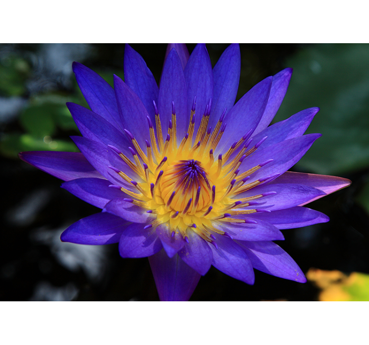 Rollo wohnzimmer lila lotusblume - TenStickers