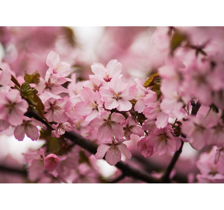 Rollo wohnzimmer kirschblüte in pink - TenStickers