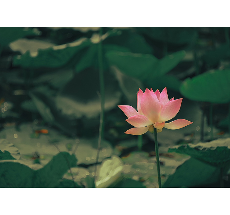 Rollo wohnzimmer mit pinken blumen - TenStickers