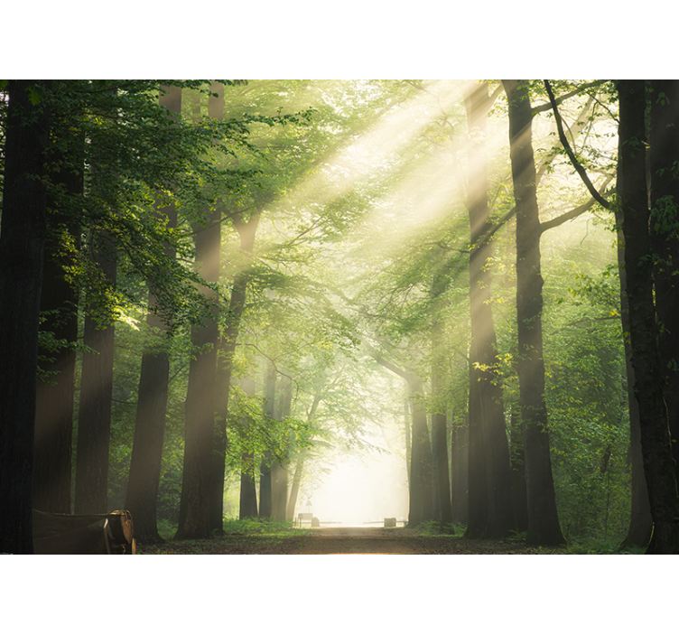 Rollo wohnzimmer baum mit sonnenblitz - TenStickers